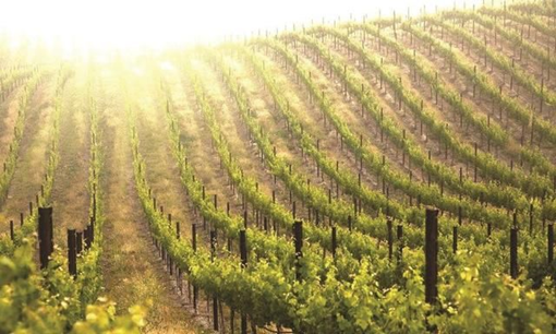 ���@�����ԷN�½���(sh��)�(y��n)�ҙz�y(c��)�(xi��ng)Ŀ���x������